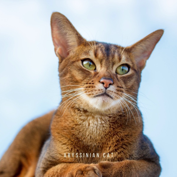 Abyssinian Flag