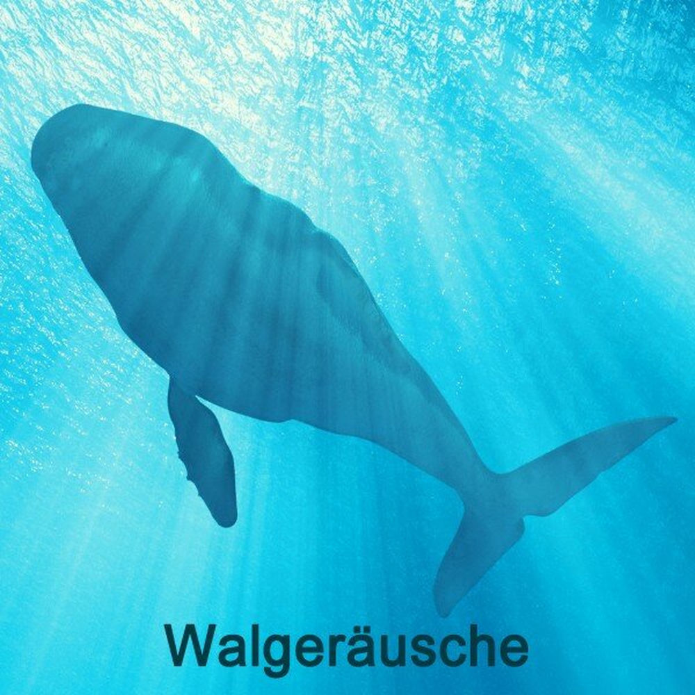 Waldgeraeusche