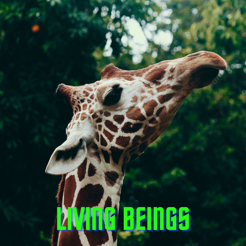 Tanda