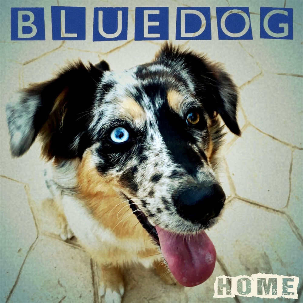 Bluedög