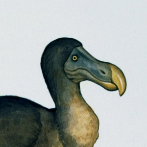Not as dead as a dodo?