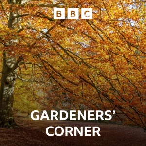 Autumn colour arrives, what to grow now and the backyard bargain garden
