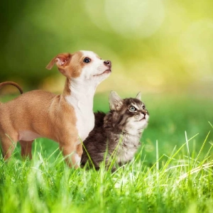 Pets / Animal Podcasts