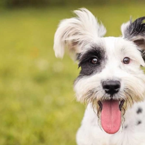 In the dog house! Bad behaviour costing dog owners £3billion a year