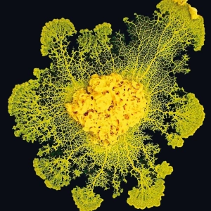 L’incroyable Blob ! (Bonus Pariscience)