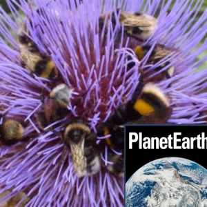 Bumblebee declines, microbes, and amazing birds - Planet Earth Podcast - 11.06.17