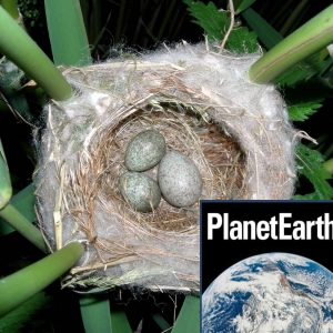 Cuckoos at Wicken Fen, snow, and radiocarbon dating - Planet Earth Podcast - 11.06.03