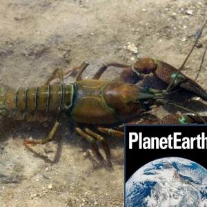 Invasive signal crayfish, shags, night-shining clouds - Planet Earth Podcast - 12.03.14