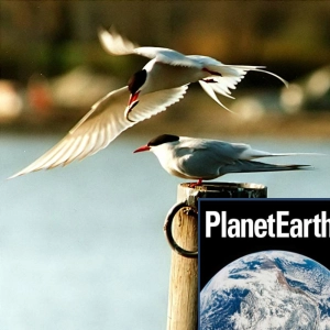 Teeth, spiders and epic migrations - Planet Earth Podcast - 10.09.06
