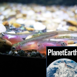 Where do all the salmon go, and making CO2 bricks - Planet Earth Podcast - 11.08.12