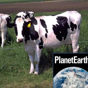 Early African dairy farming, seabird migrations - Planet Earth Podcast - 12.07.31