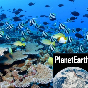 Oil palm plantations and coral reefs - Planet Earth Podcast - 10.09.09