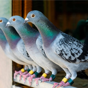 The Secret Pigeon Service and an Untold Story of WW2 Resistance, with Gordon Corera