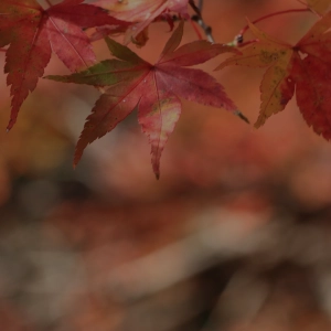 The Benefits of Forest Bathing for Teachers with David Stepanczuk