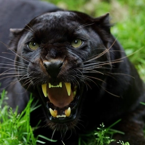 The Elusive Big Cats of the UK