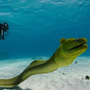 Nobody Actually Knows How Eels Reproduce!