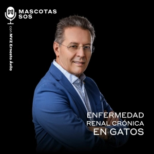Enfermedad renal crónica en gatos