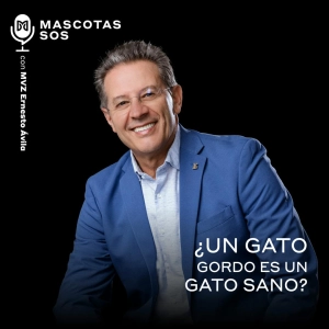 ¿Un gato gordo es un gato sano?
