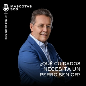 ¿Qué cuidados necesita un perro senior?