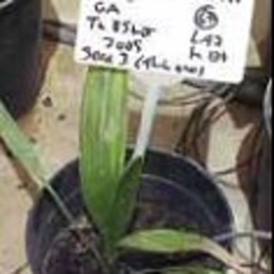 Bread NEWS 03 - '2,000-year-old seed' & 'Dirty, stinking Quechua!'