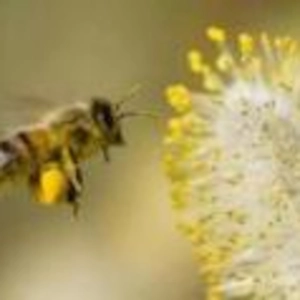 Bread NEWS 14 - 'Ray of Hope' as Iraqi Parliament Approves Five Christian Seats' & 'It's True: Israel Was the 'Land of Milk and Honey'