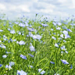 Celtic Roots Radio 62 – Huguenots, 'Millies' and the ‘wee blue blossom’