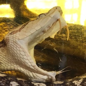 Episode 503: Holidays, Hookers & Habu Sake