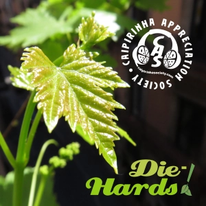 CAS 534 | Die-hard music from Brazil