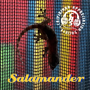 CAS 535 | Salamander