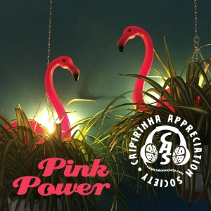 CAS 459 | Pink Power [RERUN]