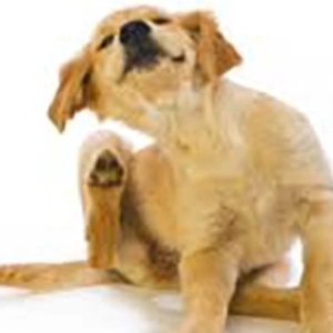 New Puppy? Get The Support You Need