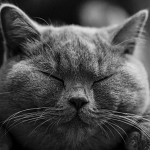 How To Keep Your Pet Parasite Free
