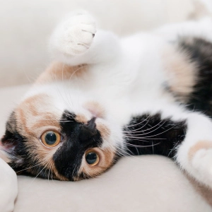 Can You Read Your Cat's Mind?