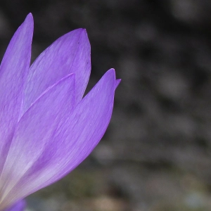 Beware Of Poisonous Plants In Your Garden!