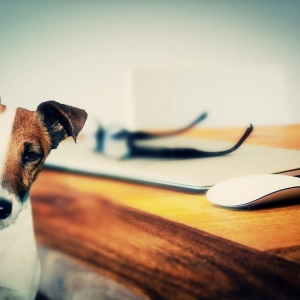 Is Pet Insurance Worth It?