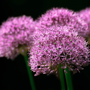 It's GOLD for Colour your Garden at the Spring Flower Show
