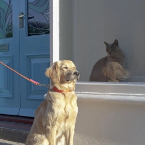 Cats vs Dogs - the ultimate battle