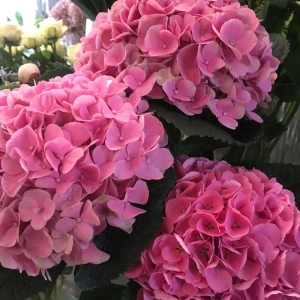 Flowers are good for you....fact
