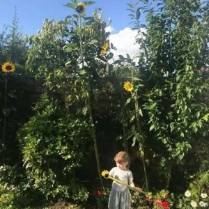 Sunflowers... the results are in.