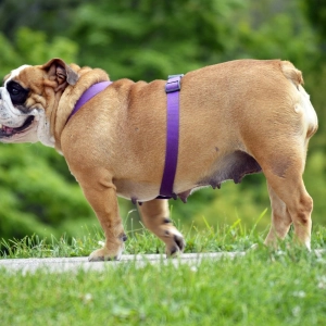 Obese pets are a serious health risk