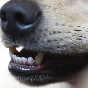 Has your pet been poisoned?