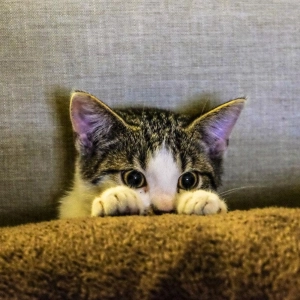 Advice for pet owners on bonfire night