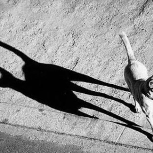 S1 Ep19: Luchando con las sombras