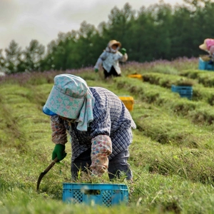 117: Where the wild things grow — foraging in Japan w/ Winifred Bird