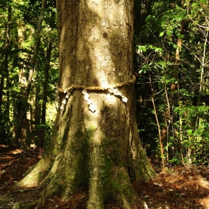 138: How making alcohol from trees could give rural Japan a buzz