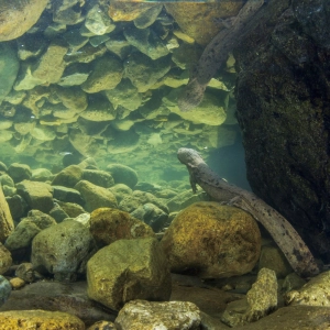 141: Is it too late to save the Japanese giant salamander?