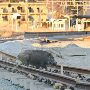 150: Moving to Fukushima? You’ll have to kick out the boars first