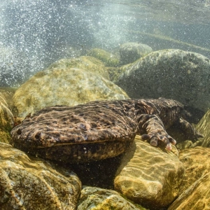 [Rebroadcast] Is it too late to save the Japanese giant salamander?