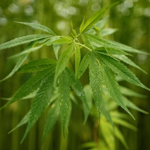 173: Does a university cannabis scandal point to a larger trend?