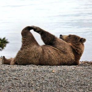 179: Bear goes the neighborhood? Japanese wildlife is on the move
